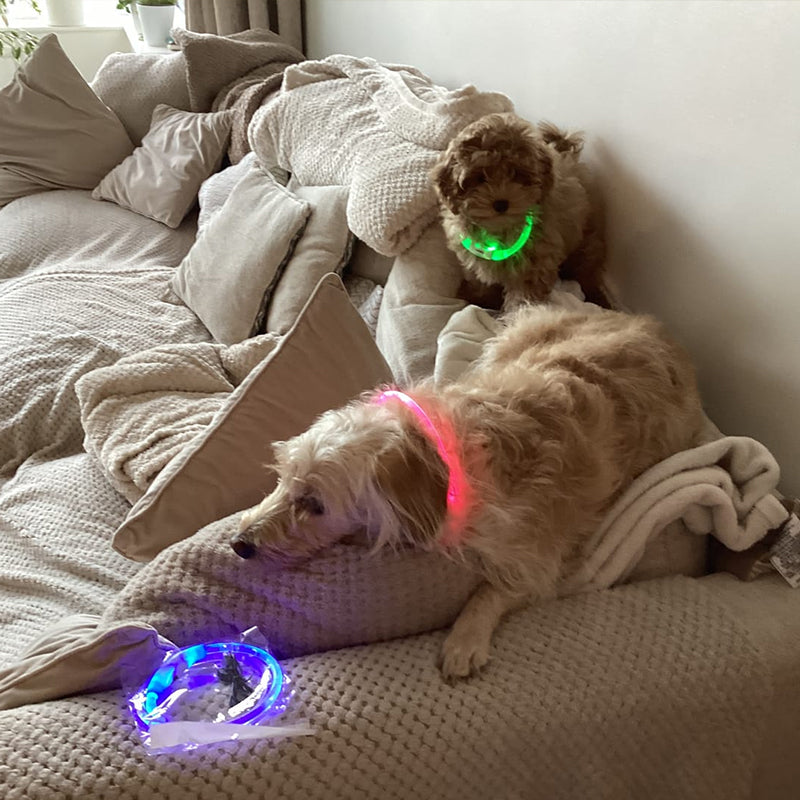 Collier LED Rechargeable pour Chien – 3 modes, sécurité nocturne