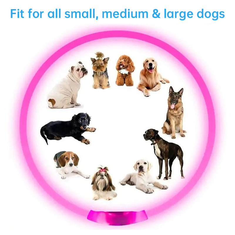 Collier LED Rechargeable pour Chien – 3 modes, sécurité nocturne
