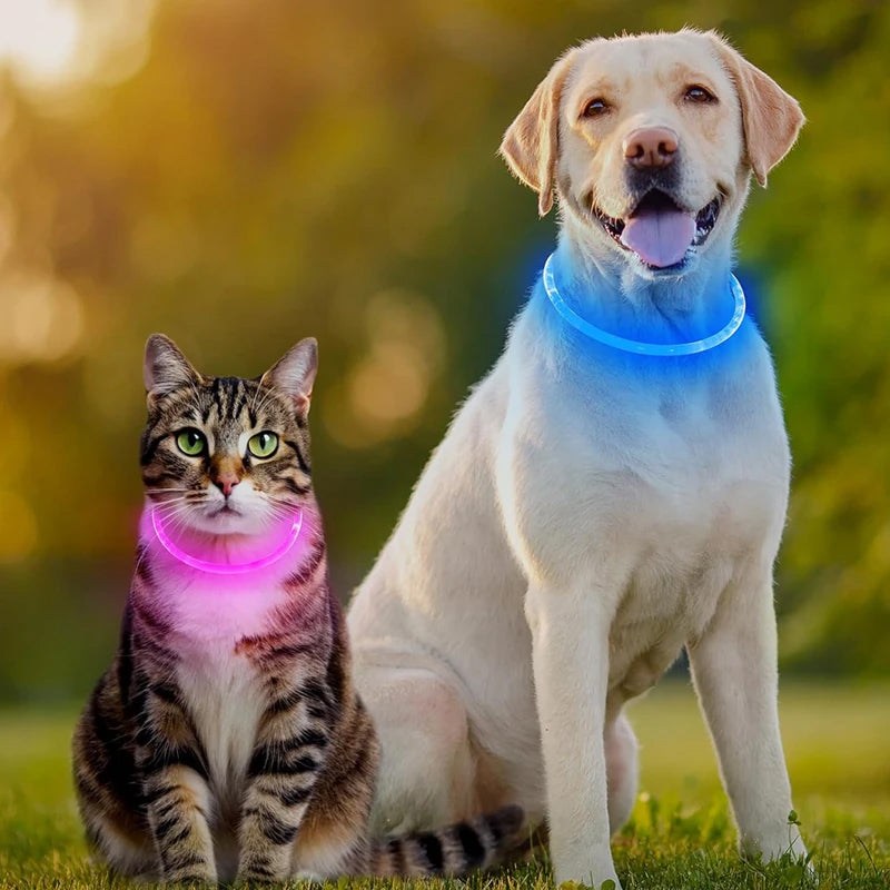 Collier LED Rechargeable pour Chien – 3 modes, sécurité nocturne